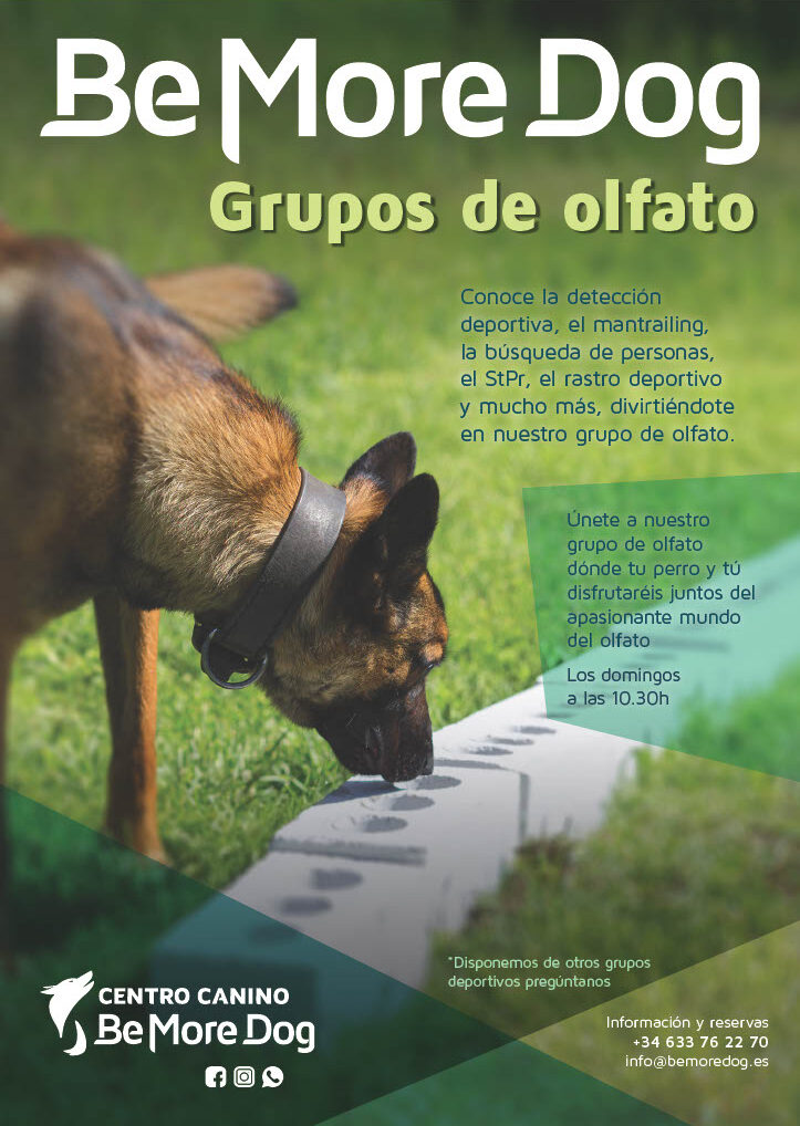Decoración grupos de olfato