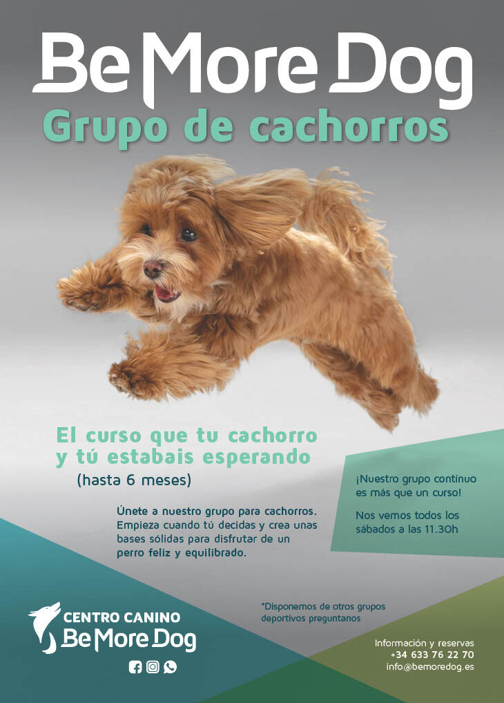 Decoración grupo de cachorro